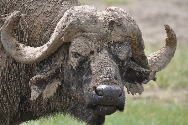 Dirty Old Water Buffalo