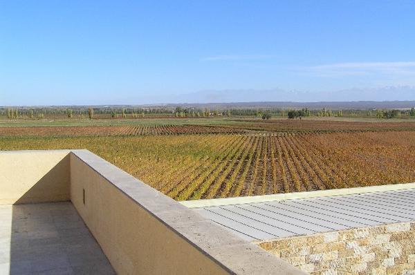 Catena - View of Vineyards