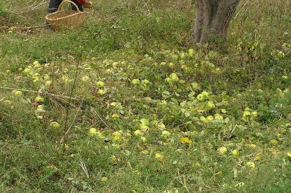 Apples on Ground