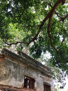 A Mango Tree Survives Demise of the Chettiar House