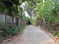 a verdant path in Painkulam 