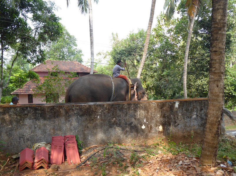 the elephant passes my house 