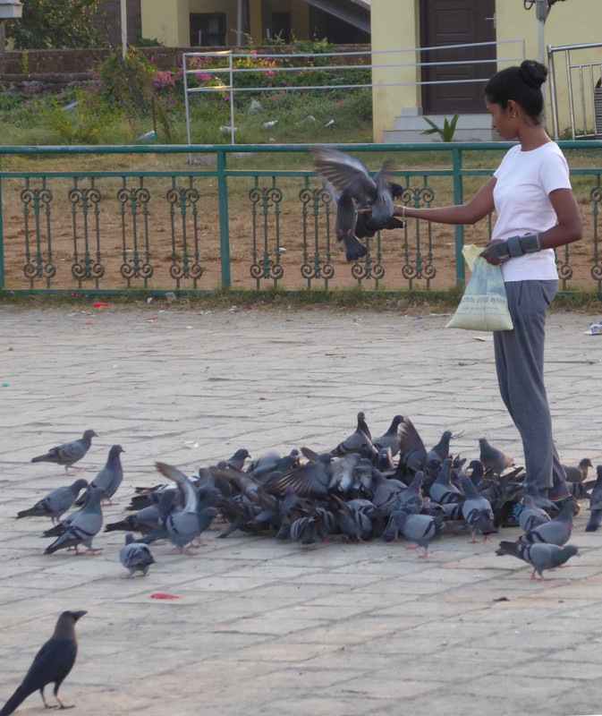 Pigeon Whisperer; Caw-caw Watches