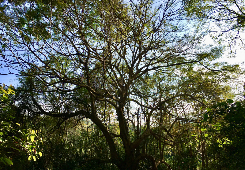 Tree canopy