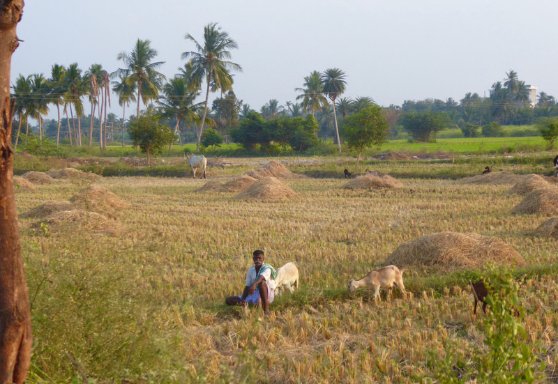 Mounds of ricestraw and resting man and goats