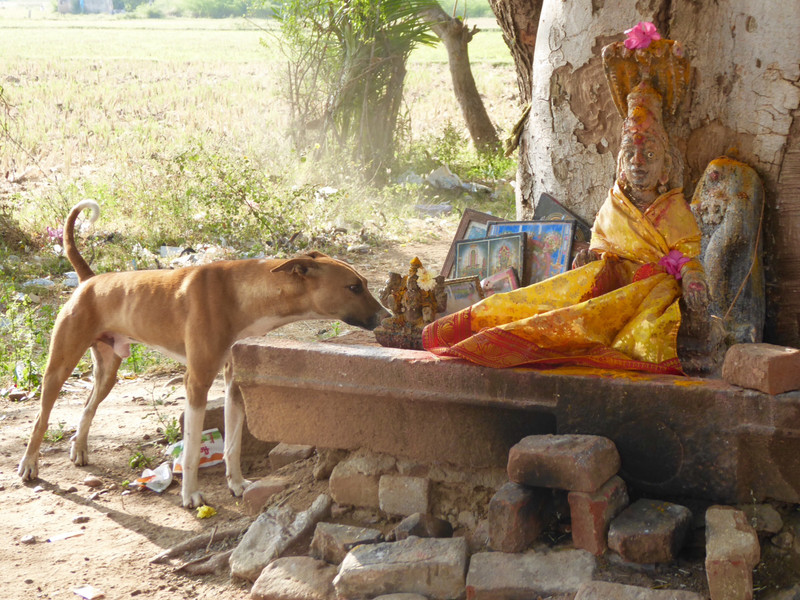 Dog sniffs deity, then pees on her a few seconds later