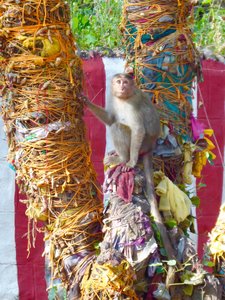 Monkey in tree with offerings