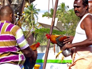 Cocks Offered to KaruppanaSwamy