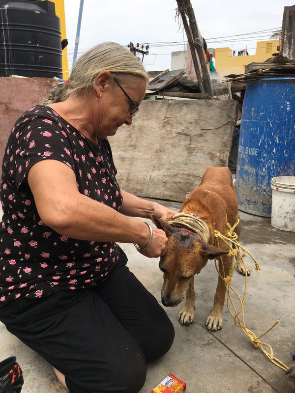 Veterinary nurse and volunteer Elaine Philpot removes the old bandage