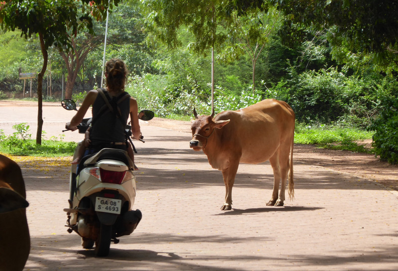 Very Little Traffic, Cows Still in the Street
