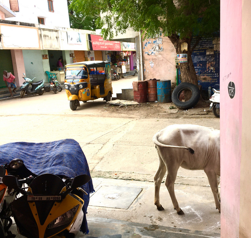 Out the Front Door:  cow butt, motorcycle, auto rickshaw .