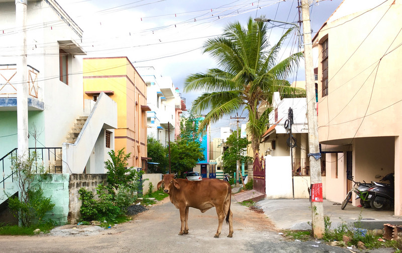 Cow in the Street!