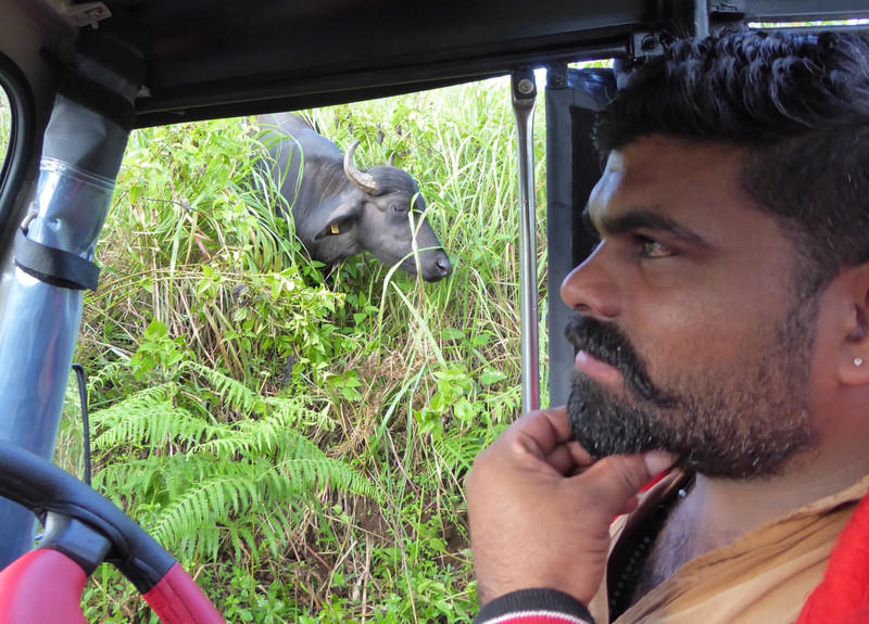Driver Srijit and Water Buffalo