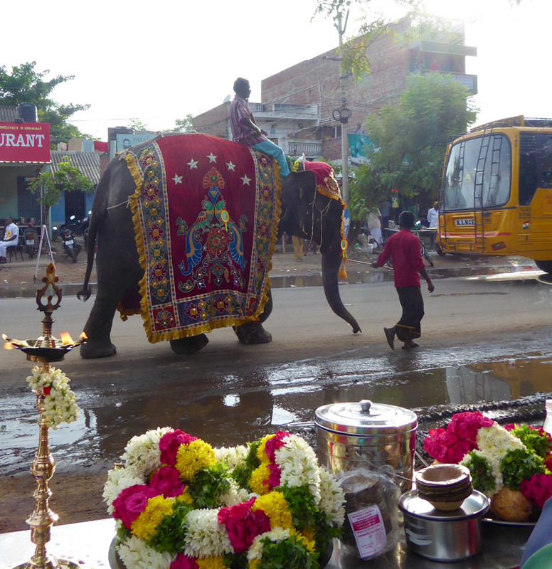 The festival elephant