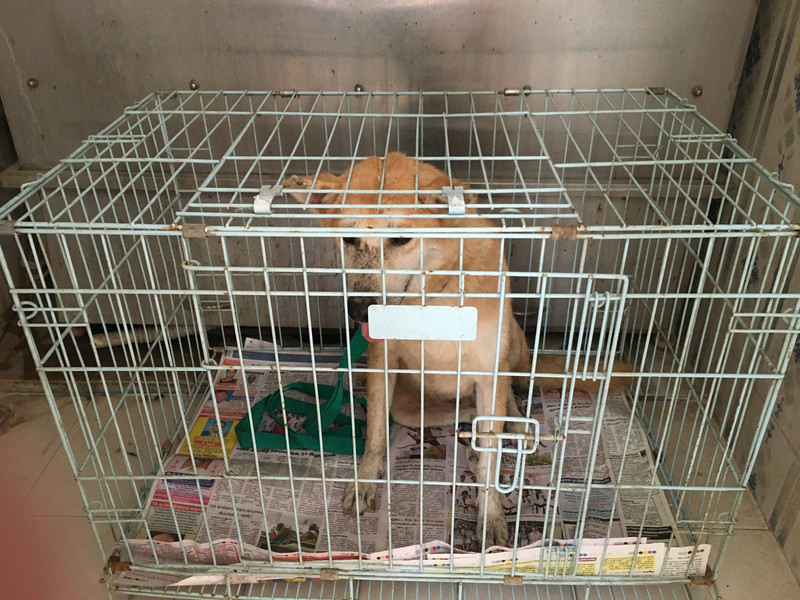 A street dog in a cage? NO NO!