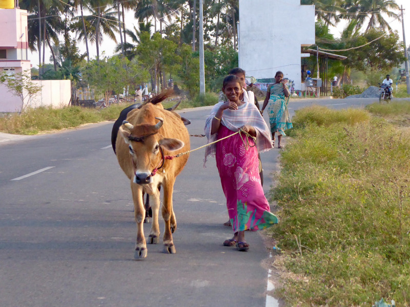 Village cows