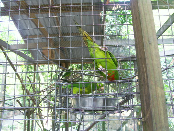 Tropical Birds at Park
