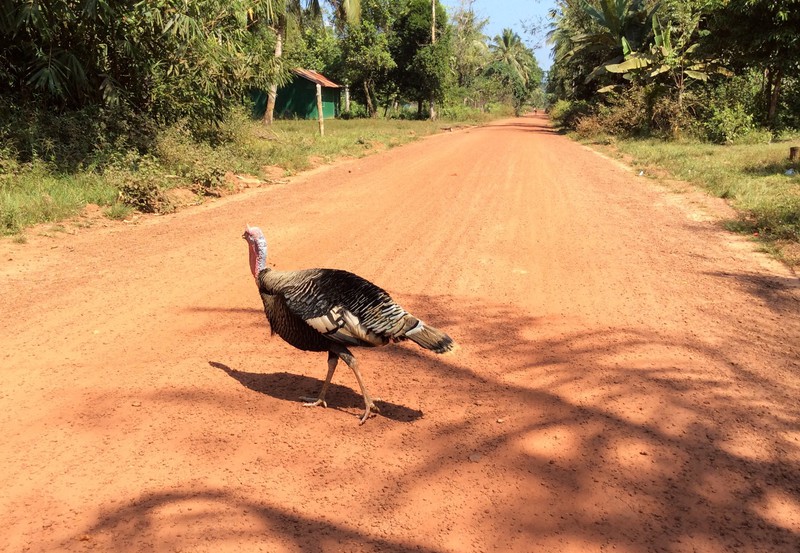 Sometimes a turkey crosses the road
