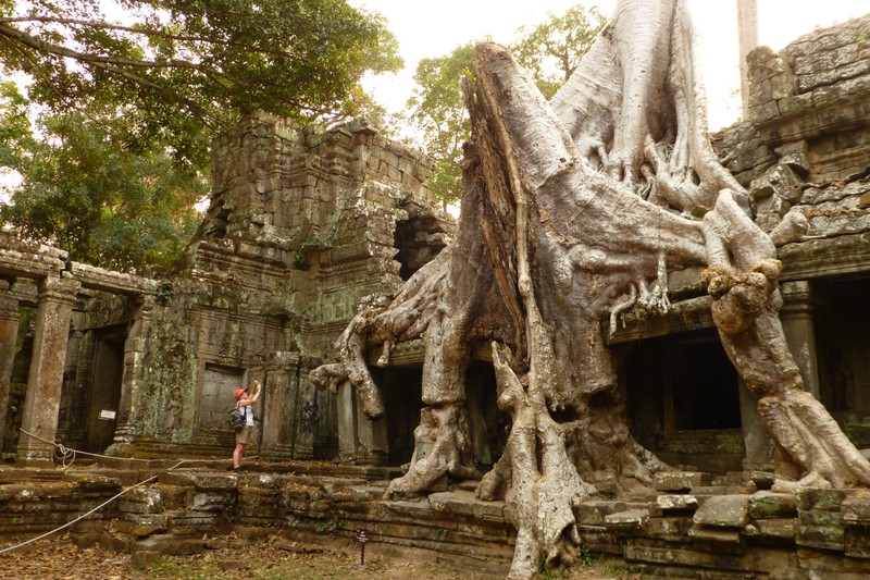 This root at Preah Khan may be the winner