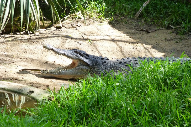 A yodeling croc