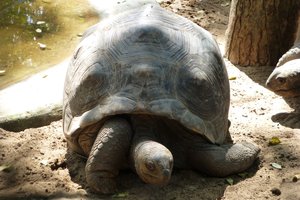 Aldabra giant tortoise 