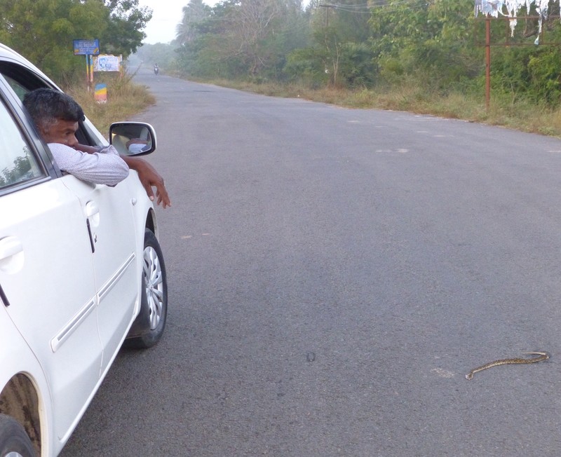 I accused Muthu of Driving Over it