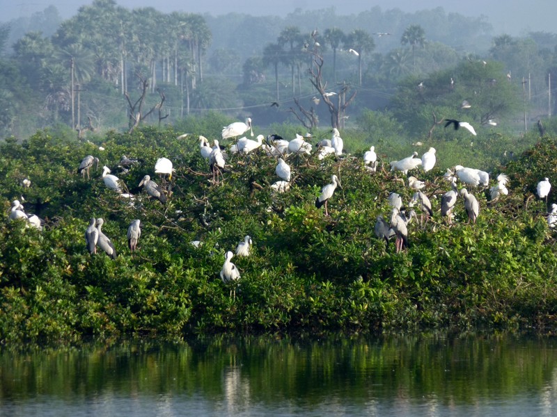 Vedanthagal Bird Sanctuary