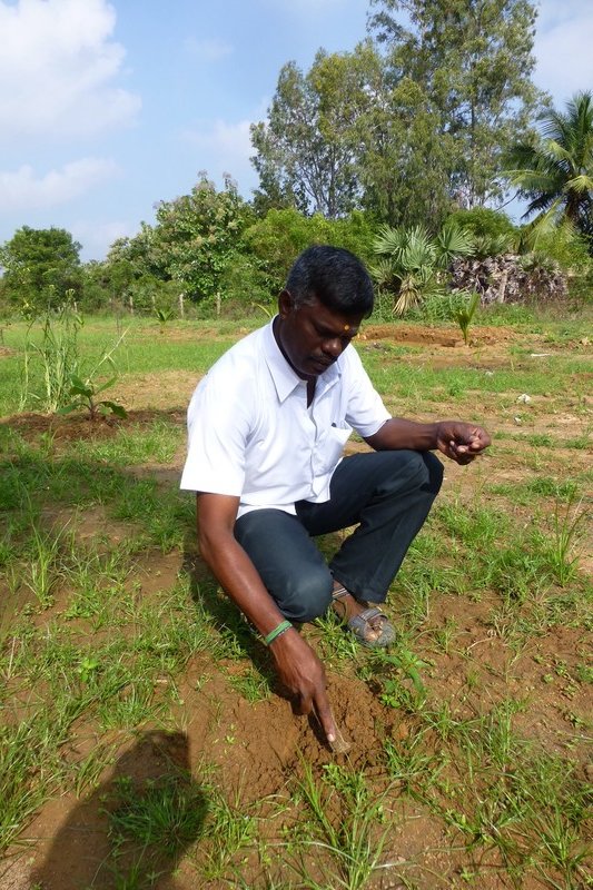 Muthu Planting Scarlet Runner Beans
