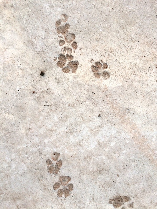 Dogs leave their prints