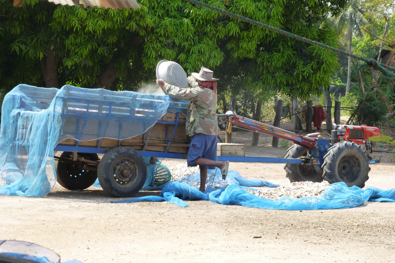 Loading the cassava