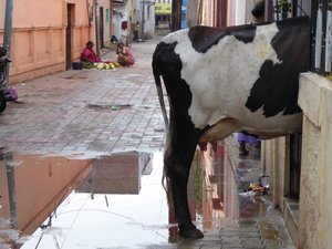 Rear end of a cow