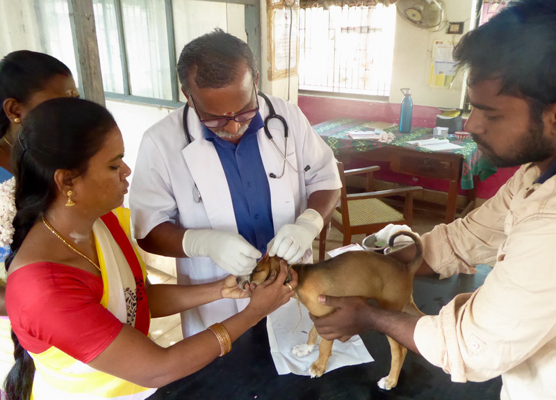 Saruhasan helps hold puppy while sutures go in