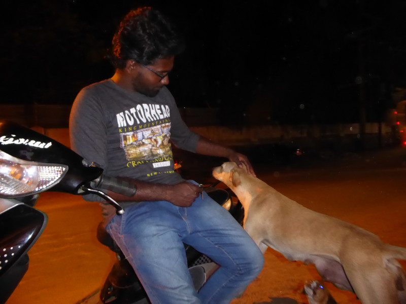 Gokul and the mom--giving a street dog love
