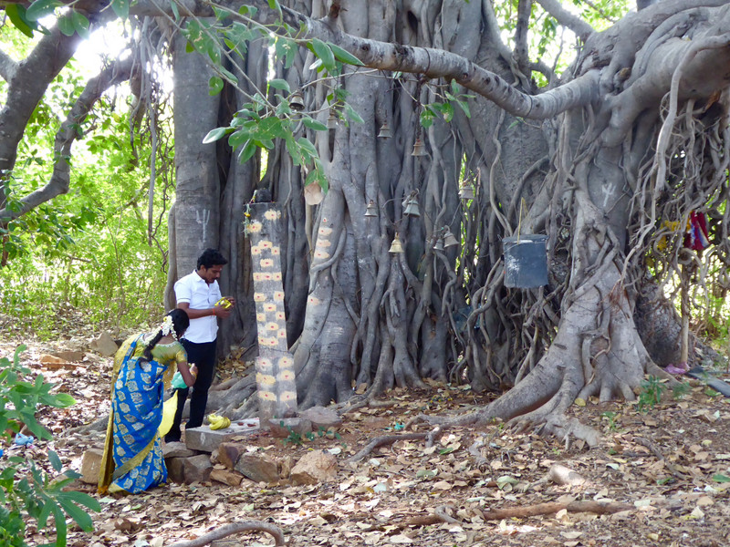 Young couple visits the banyan and deity for puja