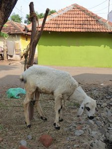 Goat in the village