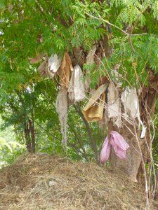 The cloth bags on the scary tree that held the pregnant cow's afterbirth