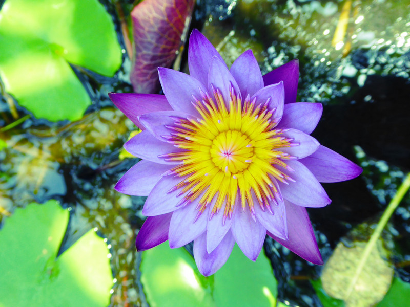 Lily Pad Beauty in the Temple