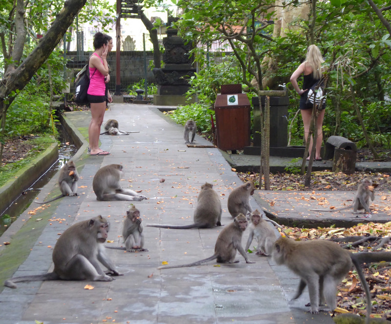 Visitors Roam free in Ubud's Monkey Forest