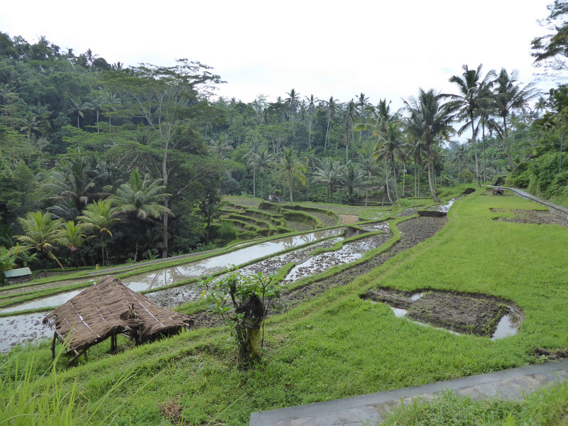 Rice paddies on the way to Gunung Kawi 