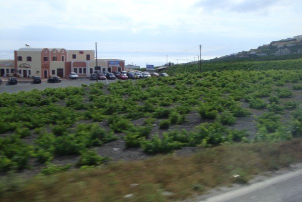 Santorini Grapes