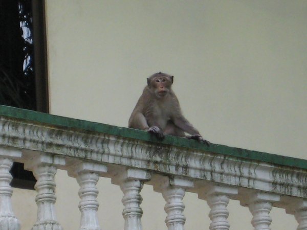 Watchful Monkey
