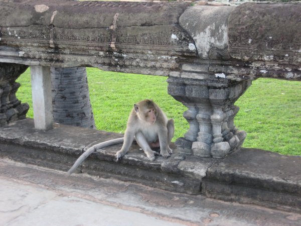 Monkey at Angkor Wat