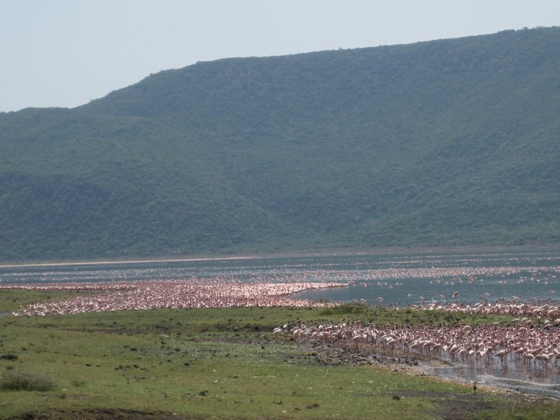 Lake Bogoria 