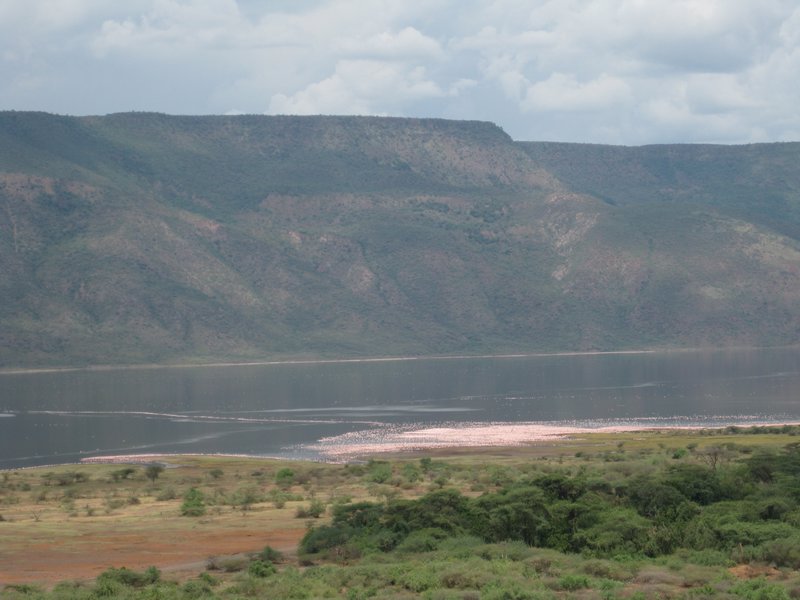 Pink coloured lake Bogoria 