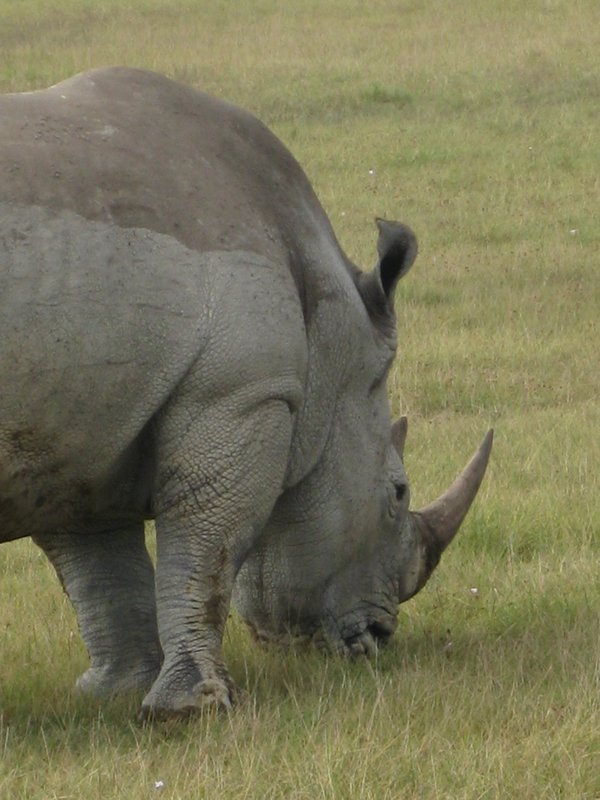 Mr. Rhino