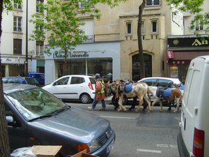Aimless gypsy walking donkeys in the middle of Paris!