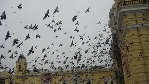 Pigeons outside Monasterio de San Francisco