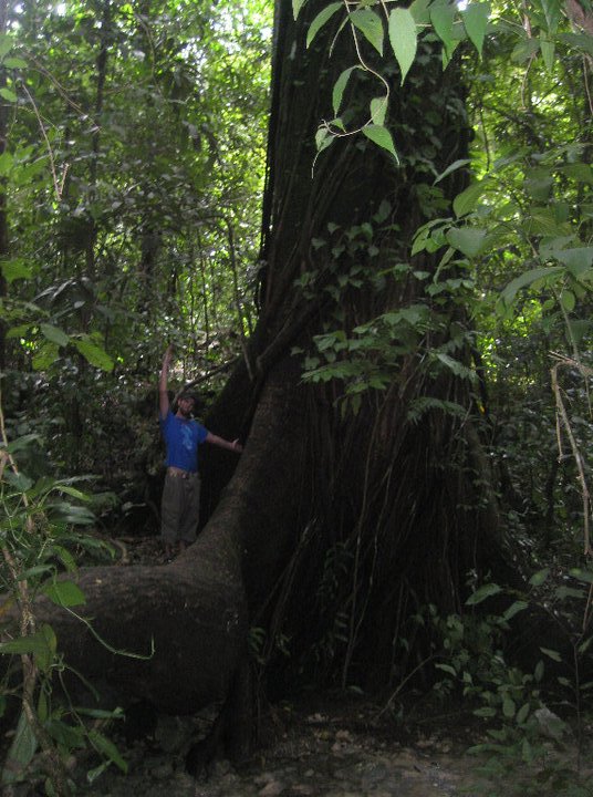 Biggest tree in Costa Rica