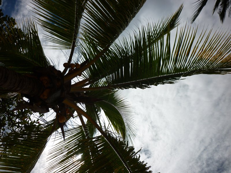 Under the shade of a Palm Tree