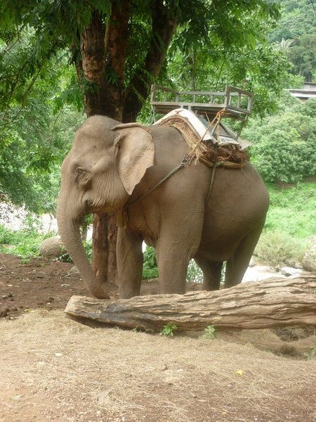 Elephanties!!